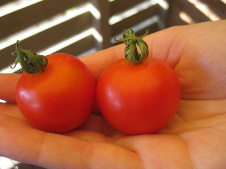 Tommy Toe Tomato Seeds