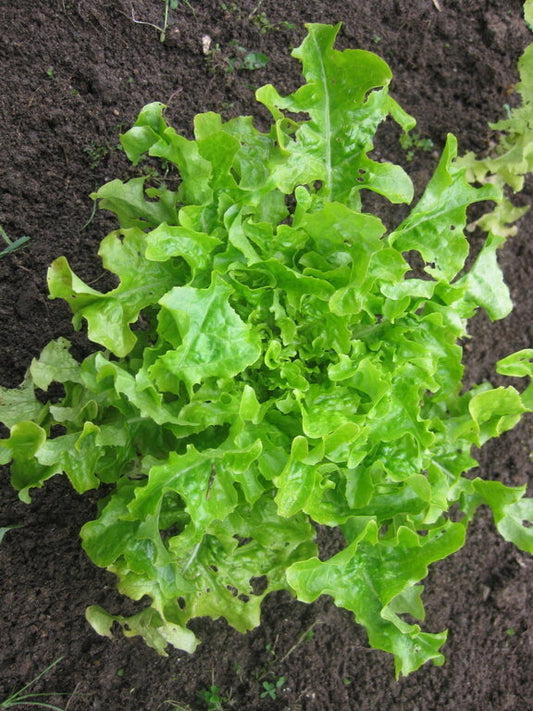 Salad Bowl Green Lettuce Seeds