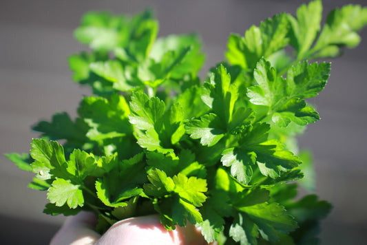 Italian Parsley Seeds