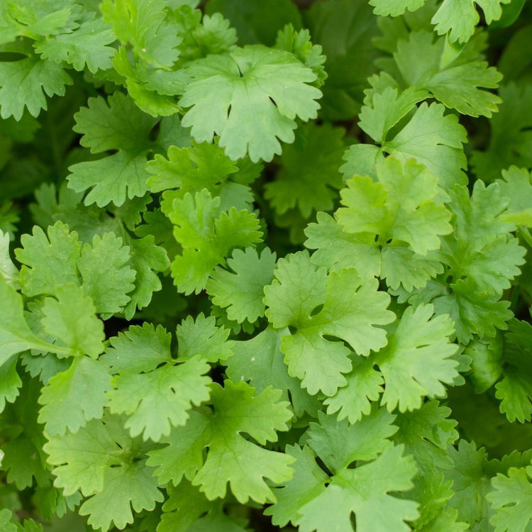 Slow Bolt Coriander Seeds