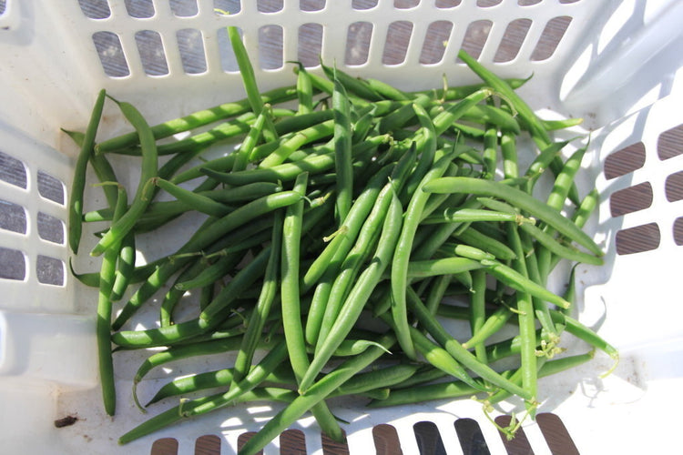 Bush Bean Strike Seeds